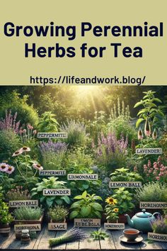 Growing Perennial Herbs for Tea: Best Plants and Tips Decorative Herb Garden Ideas, Herbs To Plant In The Fall, Herbal Tea Garden Design, Flowers To Plant With Herbs, Apothecary Garden Layout, Herbology Garden, Herbal Garden Design, Perrenial Herbs, Tea Garden Design