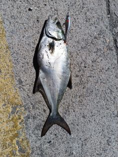 Leerfish on lure Posted by Barracudasg0420 The post Leerfish on lure appeared first on Flake Food.