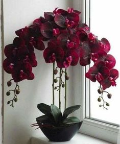 a vase filled with red flowers sitting on top of a window sill