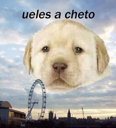 a white dog with the caption'ruelles a cheeto'in front of it