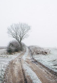 a snow covered dirt road leading to a tree in the middle of nowhere by jodi lenski for stocksy photography