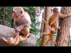 three monkeys are climbing up and down the side of a tree, while another monkey is standing on its hind legs