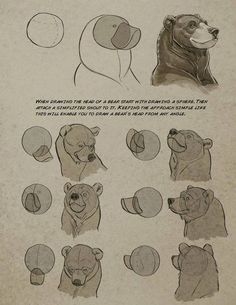 an old book with drawings of bears and other animals in various stages of their development