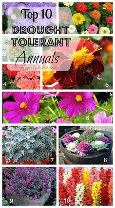 the top ten flowers to plant in your garden are colorful and beautiful, with many different colors