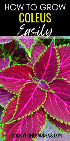 red and green leaves with text overlay how to grow coleus easily