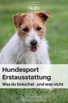 a small white and brown dog sitting on top of a green grass covered field with the words hindesport erstausstatung was du braucht - und was nicht