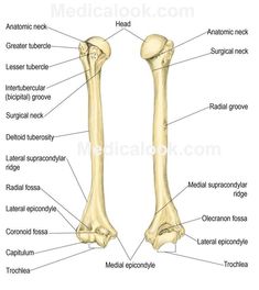 the bones of the lower limbs and upper limbs are labeled in this diagram with labels