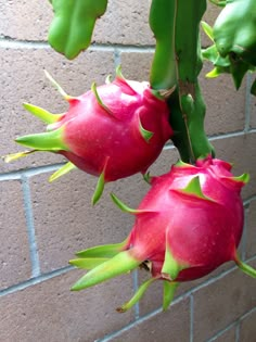 two pomegranates hanging from a branch on a brick wall