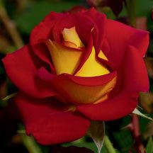 a red and yellow rose with green leaves