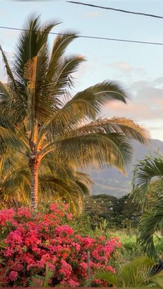 palm trees and pink flowers in the foreground with mountains in the backgroud