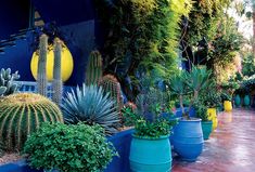 many potted plants and cacti in front of a blue building with yellow balls