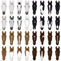 an animal's head is shown in different colors and sizes, including the ears