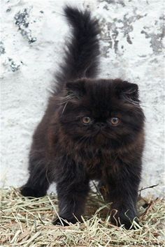 a small black kitten standing on top of dry grass next to a rock and stone wall