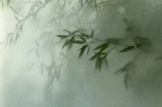 a blurry photo of leaves on a tree branch