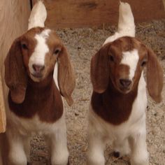 two brown and white goats standing next to each other