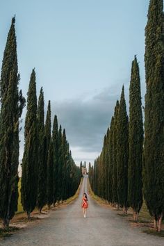 a woman in an orange dress walking down a road lined with tall, slender trees