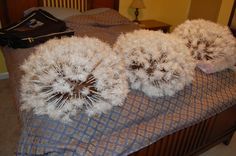 two fluffy white dandelions sitting on top of a bed