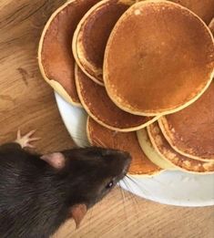 a rat looking at some pancakes on a plate