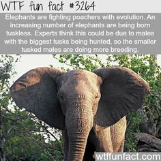 How elephants are fighting poachers -  WTF fun facts New Cat Owner, New Facts, Selective Breeding, Funny Random, New Cat