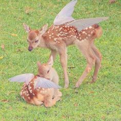 two baby deers are playing with each other on the grass in front of an adult fawn