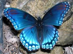 a blue butterfly sitting on top of a rock