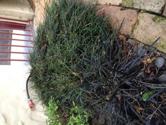 a bunch of plants that are on the ground next to a fence and some bricks