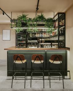 three bar stools in front of the bar with plants growing on it's shelves