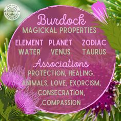 Willow Witchcraft Burdock Root Magical Properties, Lavender Witchcraft, Witchy Plants, Cleaning Energy, Witchy Herbs, Herb Magick, Magick Herbs, Herbs For Protection, Herbal Witch