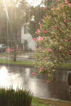 the sun shines brightly on a rainy day with pink flowers in the foreground