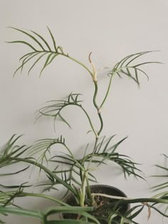 a potted plant with long thin green leaves