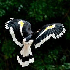 a black and white bird is flying in the air with its wings spread wide open