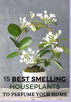 a potted plant sitting on top of a wooden table with the words 15 best smelling houseplants to perfume your home