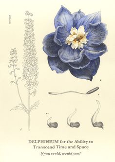 a blue flower with the words delphinum for the ability to transcend time and space