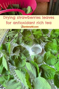 Drying strawberry leaves for antioxidant rich tea Strawberry Leaf Tea, Medicinal Herbs Remedies, Medicinal Wild Plants, Strawberry Leaf, Herbal Tea Garden, Herbal Medicine Recipes, Wild Food Foraging, Medicinal Herbs Garden, Strawberry Leaves