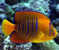 an orange and blue fish swimming in the ocean