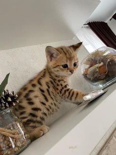 a small kitten sitting on top of a counter