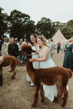 two women in white dresses petting an alpaca at a wedding party with other people