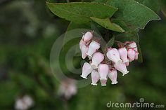 pink and white flowers blooming on a green leafy branch in the sun light