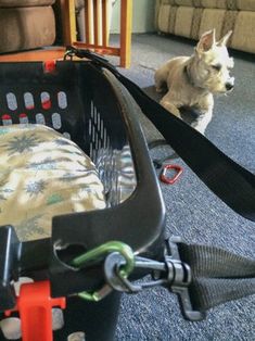 a small dog is sitting on the floor next to a basket with a leash in it