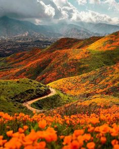 an orange flower field with mountains in the background