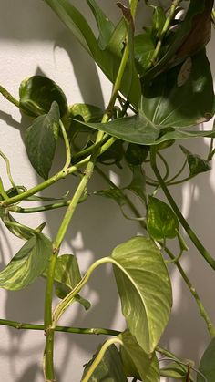 a plant with green leaves on it against a white wall