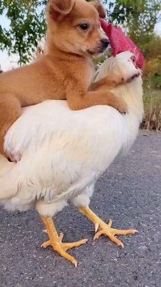 a dog is holding a chicken on its back