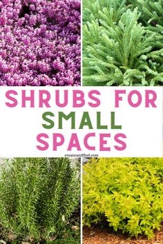 different types of shrubs for small spaces