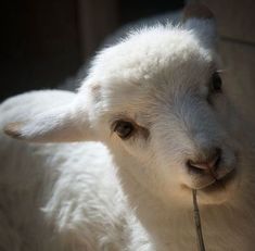 a close up of a white sheep with a tag in its mouth looking at the camera