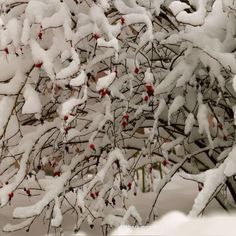 snow covered branches with red berries on them