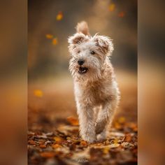 a small white dog running through leaves