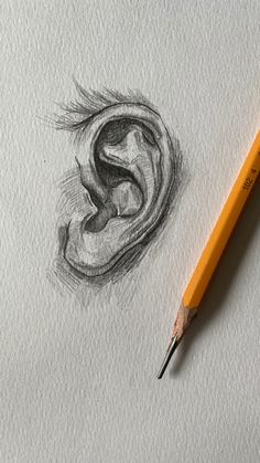 a pencil drawing of a ear on paper