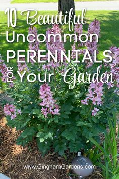 purple flowers with the words 10 beautiful uncommon perennials and your garden in front of it