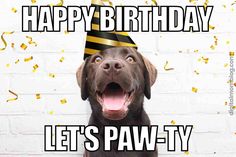 a happy dog wearing a party hat with confetti on it's head