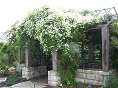 an outdoor gazebo covered in white flowers next to a brick wall and stone walkway